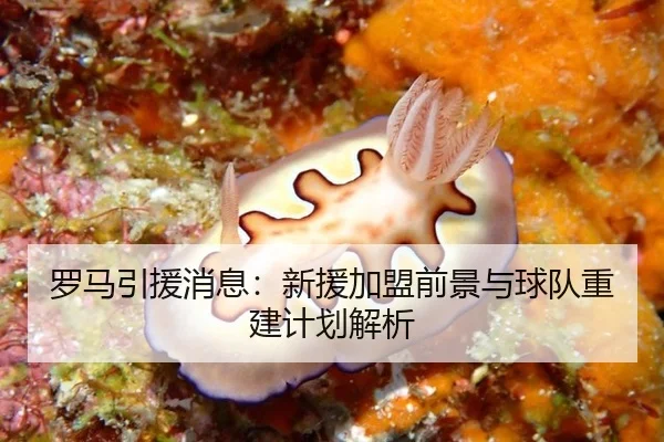 罗马引援消息：新援加盟前景与球队重建计划解析